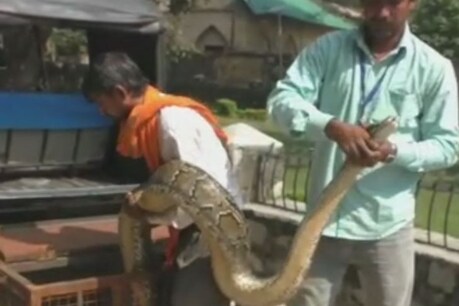 Python Video: उत्तराखंड के रामनगर में विशाल अजगर को रेस्क्यू किया गया.