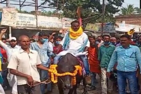 बहादुरपुर विधानसभा सीट से निर्दलीय चुनाव लड़ रहे नचारी मंडल ने कहा कि उनके पास गाड़ी-घोड़ा नहीं है इसलिए वो भैंस पर चढ़कर अपना नामांकन दाखिल करने आए हैं
