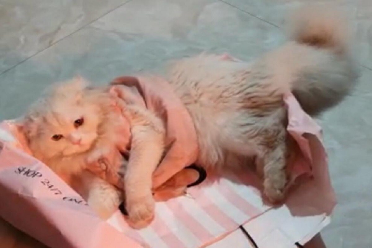 Persian cat, Sabbir Hussain, jharkhand, Ranchi, pet, Lower Market Area, murder, FIR lodged, police, crime, झारखंड, रांची, पालतू, बिल्ली, हत्या, एफआईआर दर्ज, पुलिस, अपराध, शब्बिर हुसैन, लोअर बाजार इलाका, मालिक का कहना है कि बिल्ली की हत्या के जिम्मेवार लोगों को सजा दिलाएंगे.