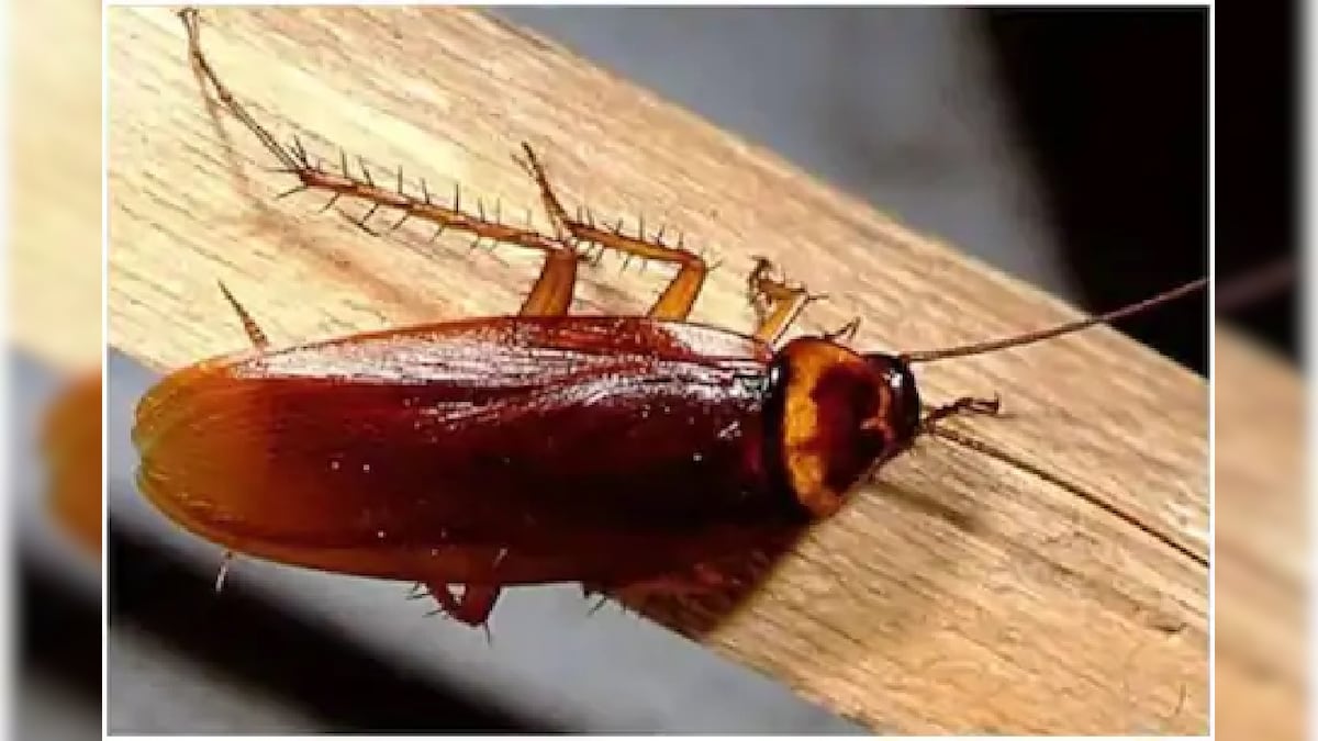 कॉकरोच फैलाते हैं बीमारियां, आपके किचन में है इनसे छुटकारा पाने का उपाय ...
