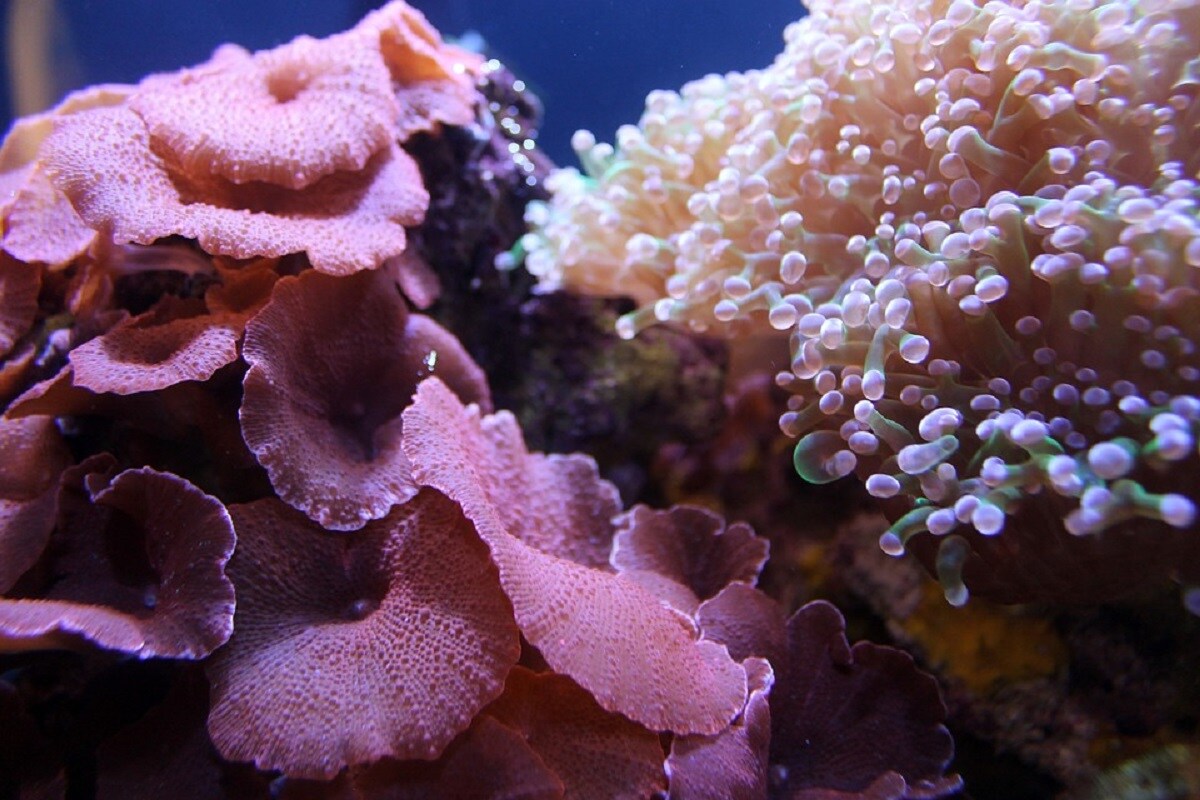 , Great Barrier Reef, Corals, Global warming, Algae