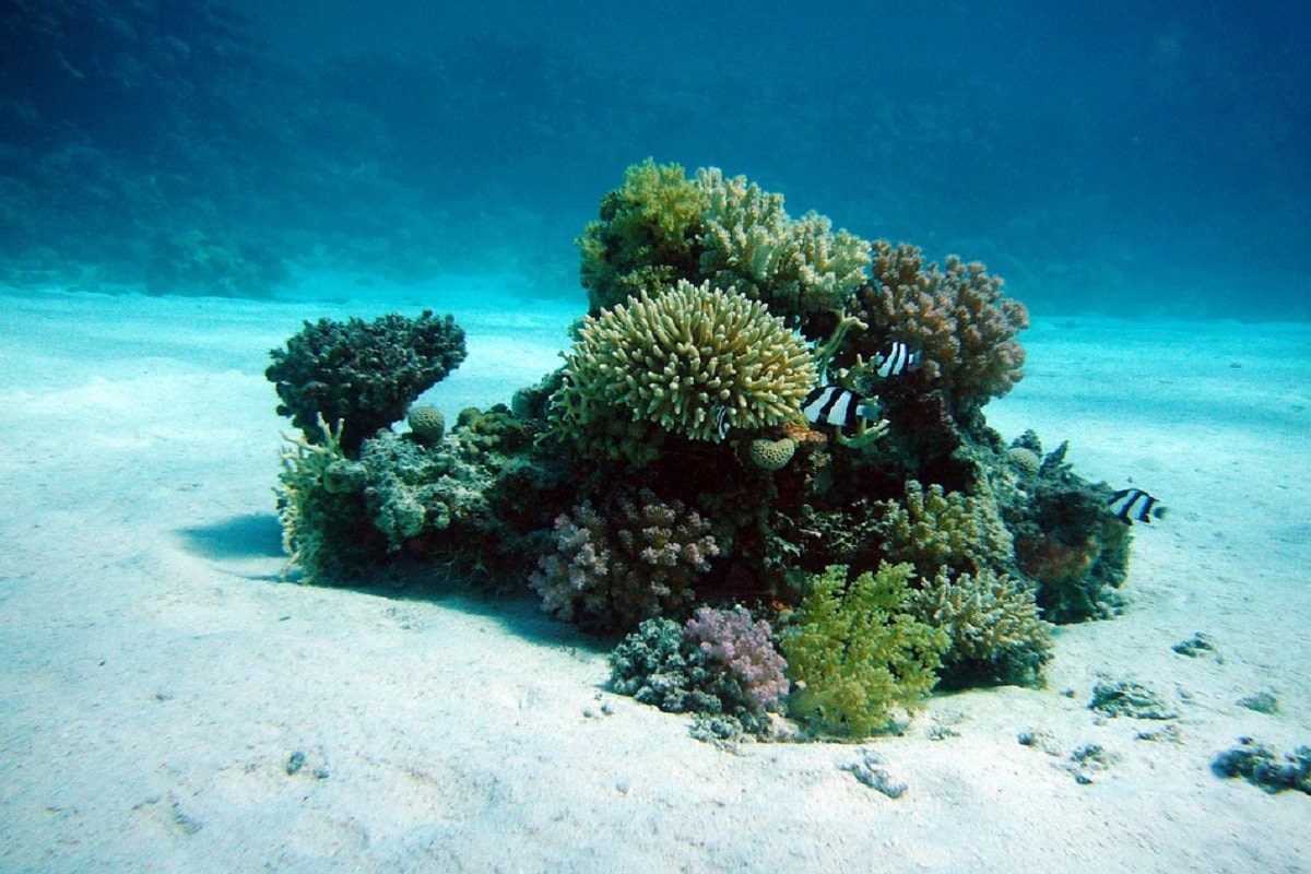 , Great Barrier Reef, Corals, Global warming