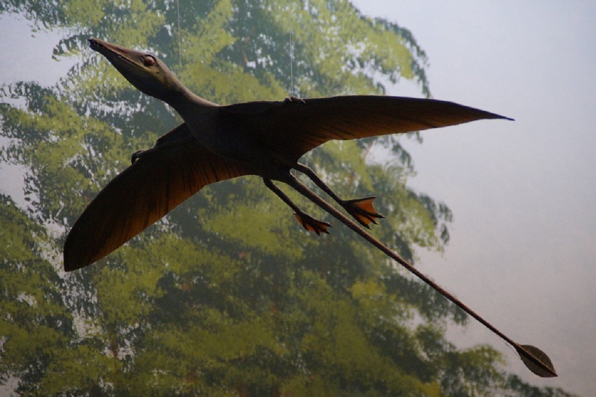 Dinosaur, flying , fossil