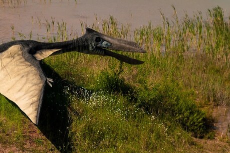 डायनासोर (Dinosaur) के विलुप्त (Extinct) होने के बाद के समय के एक पक्षी (Bird) का जीवाश्म (Fossil) मिला है. (प्रतीकात्मक तस्वीर: Pixabay)