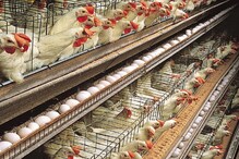 जब एक मैसेज से बर्बाद हो गया भारत में अंडे-मुर्गी का करोड़ों का कारोबार