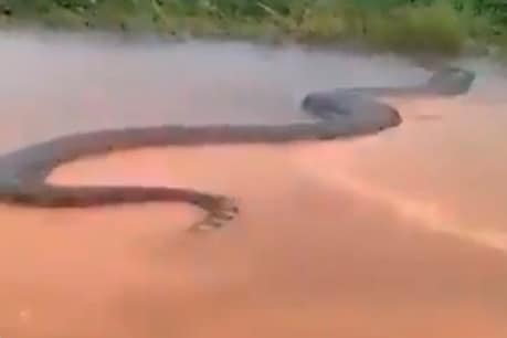ब्राजील के जिंगू नदी के किनारे 50 फीट के एनाकोंडा का वीडियो वायरल हो रहा है.