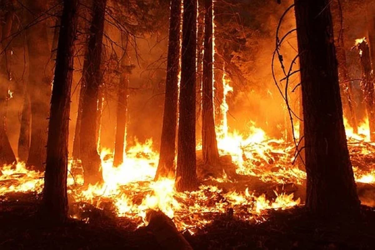 Forest, Fire, Wild fire, Trees,