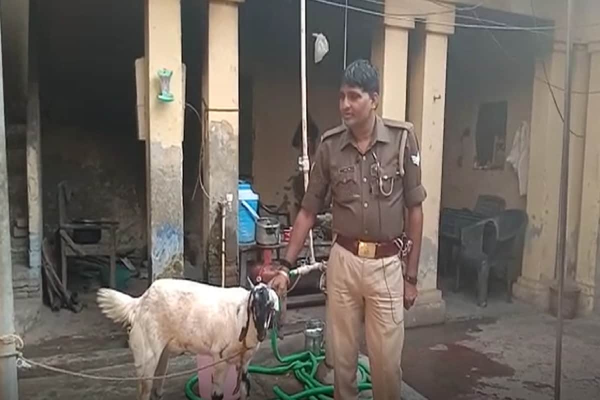 Goat, Thief, Noida police, Greater Noida, Greater Noida Police, Thieves, UP police, goat owner, बकरे को लेकर नोएडा पुलिस परेशान, बकरा, चोर, चोरी का बकरा, बिलासपुर चौकी , यूपी पुलिस, बकारा थाना में, बकरे का मालिक कौन, नोएडा पुलिस की छानबीनup police now in search of pet goat Troubled by the expenses thieves crime news nodrssबीते मंगलवार की देर शाम पुलिस पेट्रोलिंग कर रही थी, तभी दो बाइक सवार चोर इस बकरे को चोरी करके ले जा रहे थे.