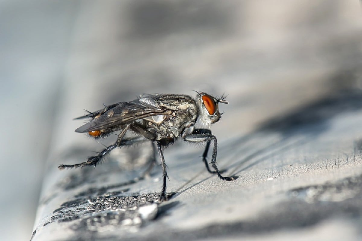 Insects, corpse, Flies, decomposition