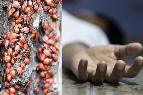 लाशों (Corspe) को सड़ाने (Decomposition) में सूक्ष्मजीवों के साथ कीड़ों (insects) की भूमिका होती है. (प्रतीकात्मक तस्वीर: Pixabay)