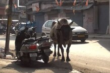 आवारा पशुओं के कब्ज़े में हैं ऋषिकेश की सड़कें, रोज़ हो रहे एक्सीडेंट्स... देखें तस्वीरें