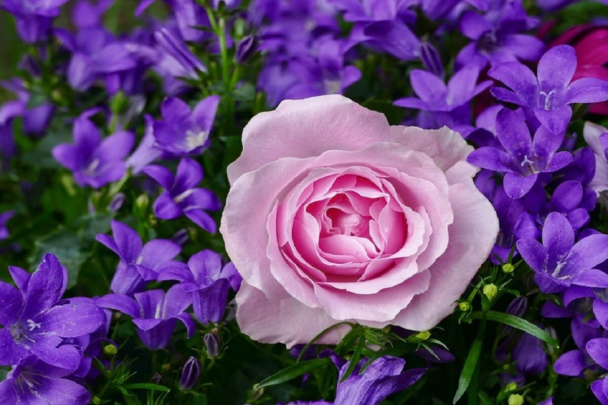 Roses, Flowers, Winter, season, weather change,