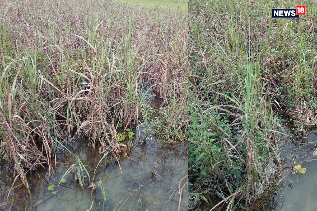 crop Loss due to Heavy Rains, Flood in up and bihar, paddy, Sugarcane, soybean, maize, farmers news, yogi government, nitish government, भारी बारिश के कारण फसलों का नुकसान, यूपी बिहार में बाढ़ से किसानों का नुकसान, धान, गन्ना, सोयाबीन, मक्का की खेती, किसान समाचार, योगी सरकार, नीतीश सरकार