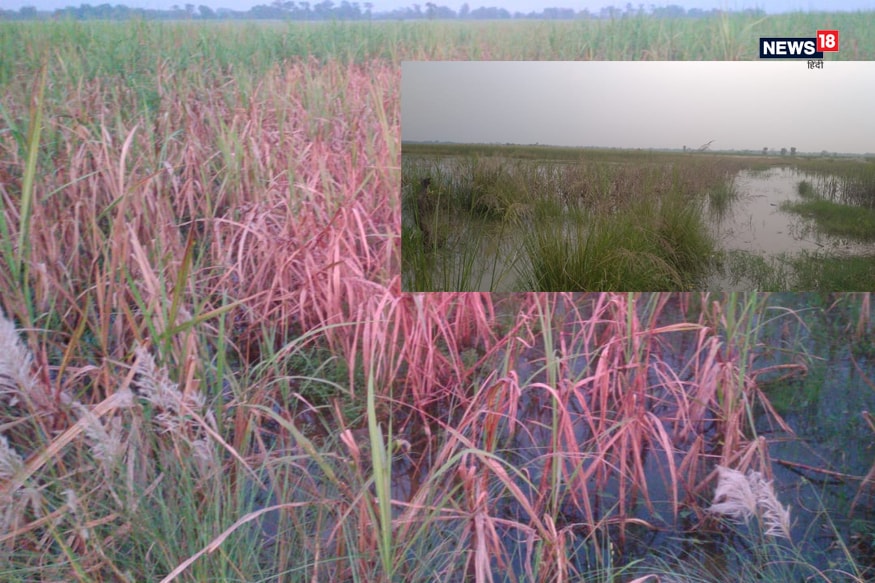 crop Loss due to Heavy Rains, Flood in up and bihar, paddy, Sugarcane, soybean, maize, farmers news, yogi government, nitish government, भारी बारिश के कारण फसलों का नुकसान, यूपी बिहार में बाढ़ से किसानों का नुकसान, धान, गन्ना, सोयाबीन, मक्का की खेती, किसान समाचार, योगी सरकार, नीतीश सरकार