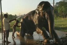 Photos: हाथियों के लिए 5 करोड़ की संपत्ति लिखने वाला उत्तराखंड में बसाना चाहता है हाथी गांव