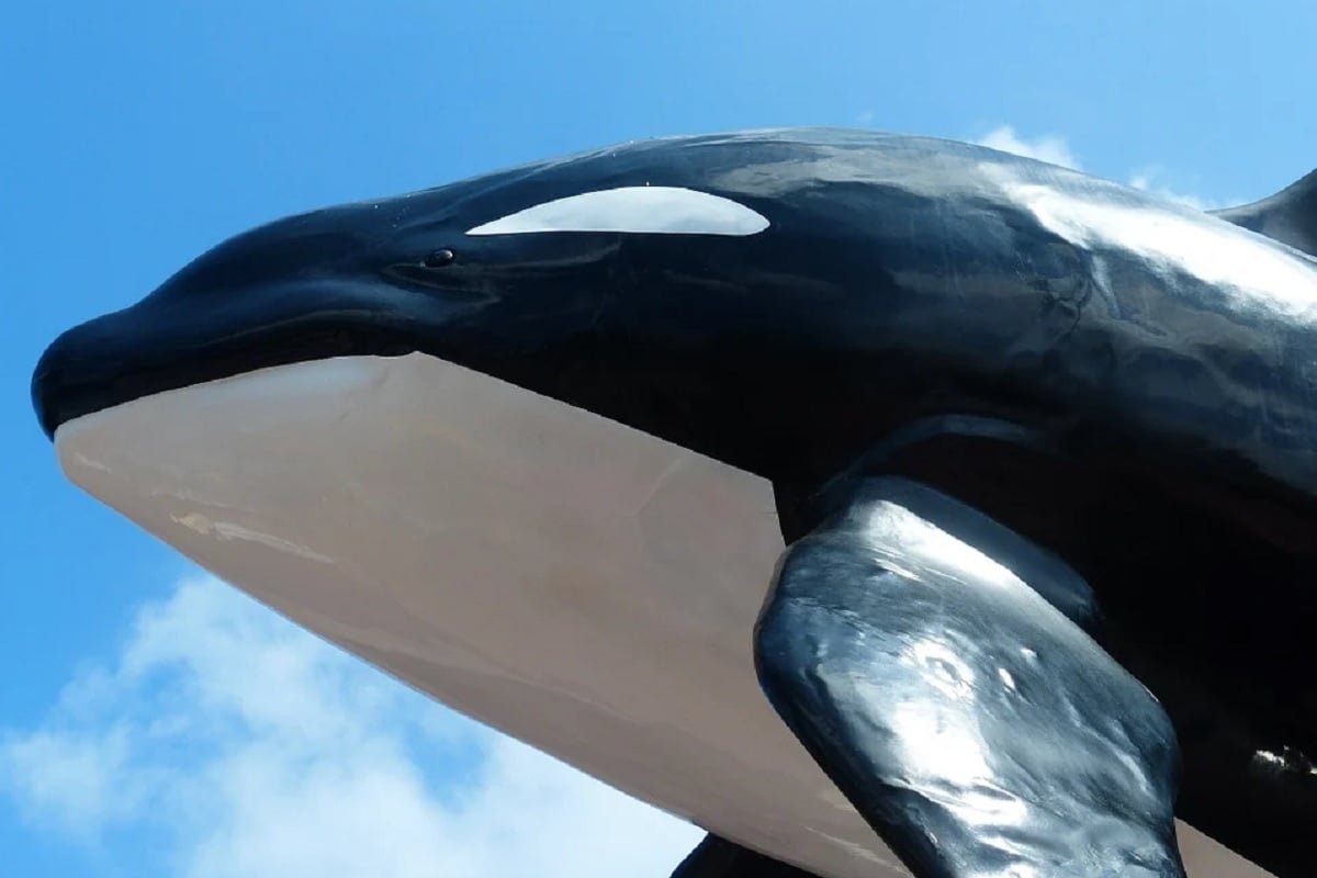 Whale, bule whale, whale fossil,