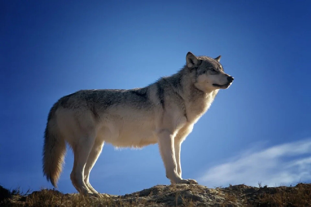 Wolf, whale, fossil,