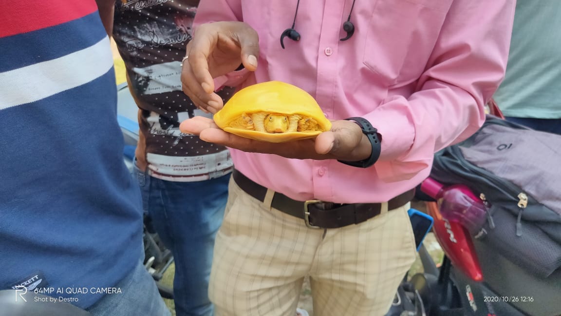 Yellow Turtle