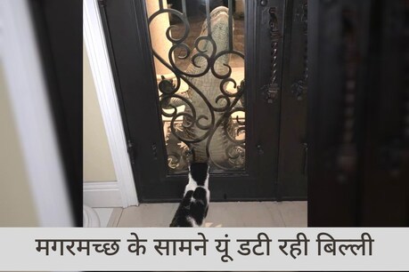 ये बिल्ली मगरमच्छ को ऐसे देख रही थी, जैसे घर में घुसने के बुरे अंजाम की चेतावनी दे रही हो (फोटो- Ed Werdell, Facebook)