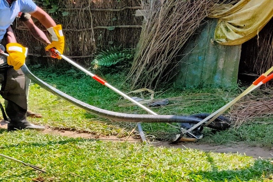 King Cobra, king cobra Snake, Snake Catcher, snake, cobra, cobra Snake, bihar news, Valmiki Tiger Reserve, valmiki nagar news, valmiki nagar tiger reserve, python, snake, anaconda, कोबरा सांप, गैंहुन सांप, अजगर, सांप, वाल्मीकि नगर, वाल्मीकि नगर टाइगर रिजर्व, बिहार न्यूज, बिहार की सबसे बड़ी खबरpoisonous King Cobra snake 15 feet entered a house in the dark of night what happened then nodrssआनन-फानन में ग्रामीणों द्वारा इसकी सूचना वन क्षेत्र कार्यालय को दी गई.