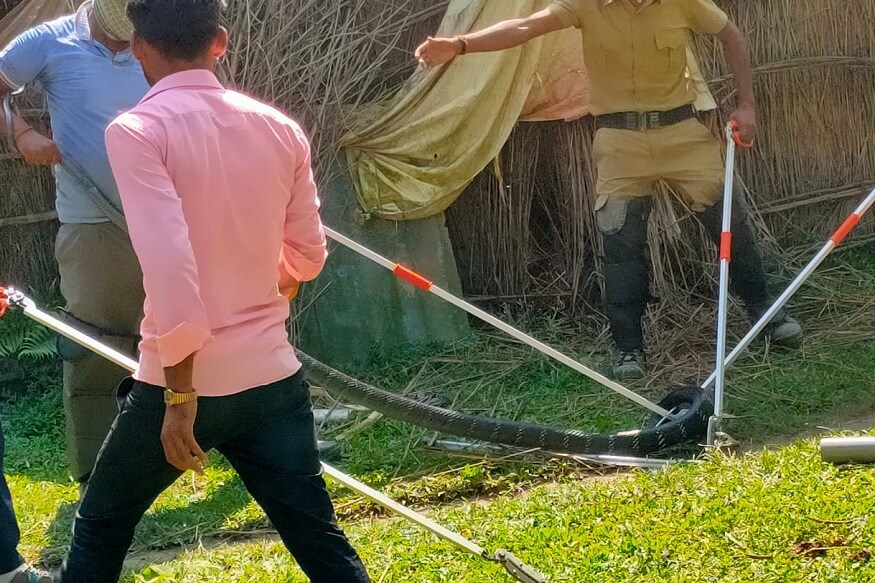 King Cobra, king cobra Snake, Snake Catcher, snake, cobra, cobra Snake, bihar news, Valmiki Tiger Reserve, valmiki nagar news, valmiki nagar tiger reserve, python, snake, anaconda, कोबरा सांप, गैंहुन सांप, अजगर, सांप, वाल्मीकि नगर, वाल्मीकि नगर टाइगर रिजर्व, बिहार न्यूज, बिहार की सबसे बड़ी खबरpoisonous King Cobra snake 15 feet entered a house in the dark of night what happened then nodrssवन कर्मियों ने किंग कोबरा को जटाशंकर वन क्षेत्र में सुरक्षित छोड़ दिया.