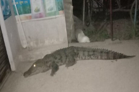 सोनभद्र के कई इलाकों में लगातार मगरमच्छ आबादी के क्षेत्र में आ जा रहे हैं. (Photo: News 18)