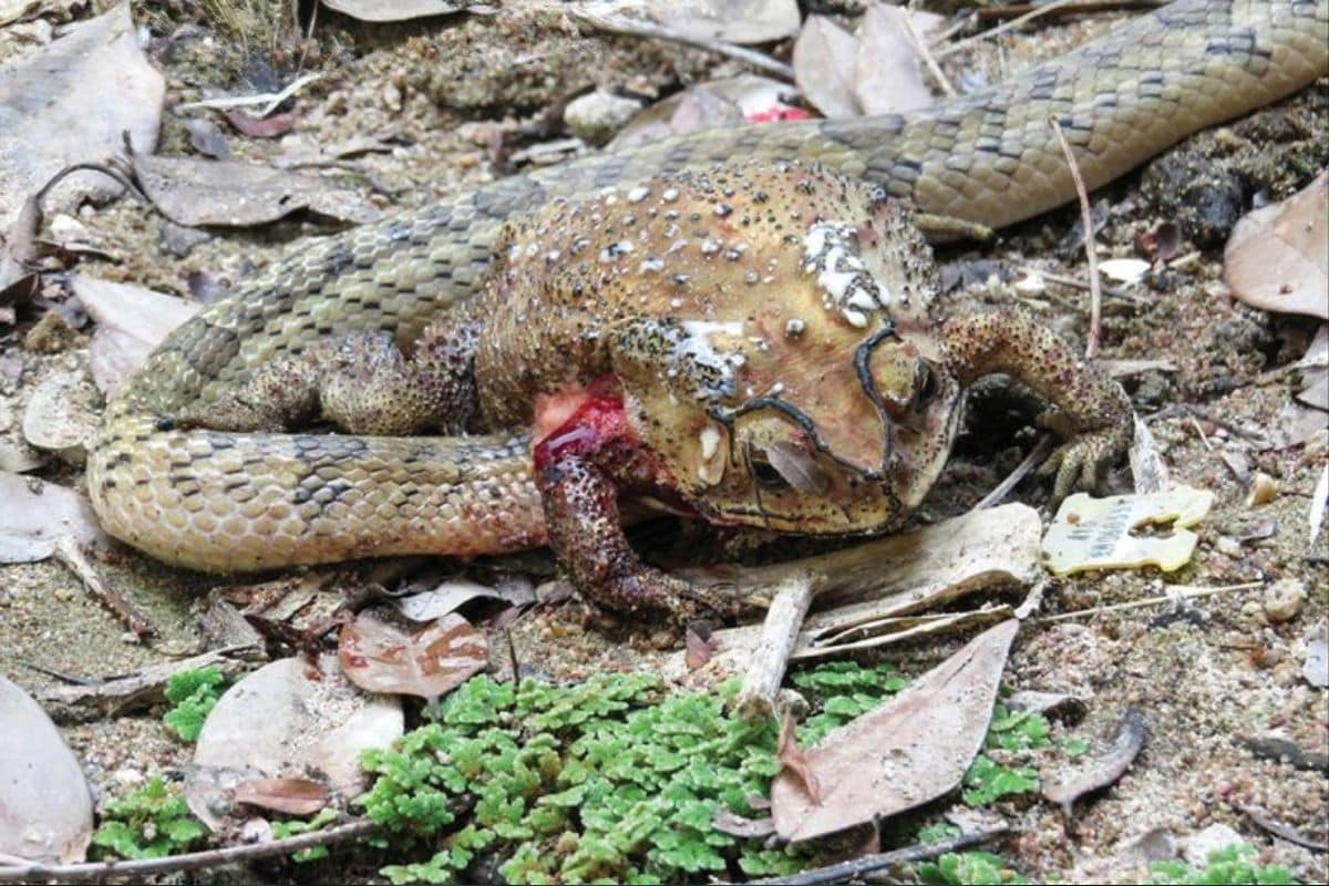 kukri snakes WINAI SUTHANTHANGJAI