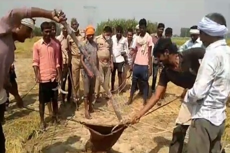 खेत में निकले अजगर काे ग्रामीणों ने हिम्मत करके पकड़ा (Photo: Video Grab)