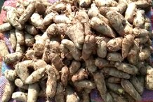 PHOTOS: 60 रुपये किलो तक बिक रही अरबी लेकिन किसान को मिल रहा 15-20 का भाव