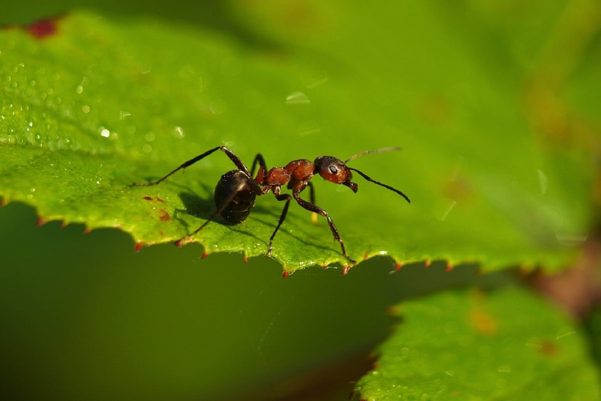 Ant, Armour, Leaf-cutter, bio minerals, unbeatable in battle