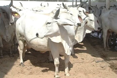 गाय के गोबर से उत्‍पाद बनाकर गाय के उपयोग को लेकर लोगों को जागरुक भी किया जा रहा है. ताकि गौ पालन देश में बढ़े. 
