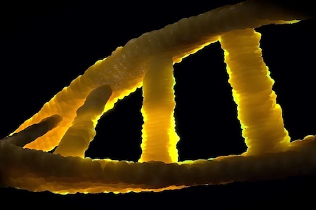 DNA टेस्ट से खुलेगा राज(प्रतीकात्मक तस्वीर: Pixabay)