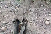 सालों बाद देहरादून में मिला एक इंडियन रॉक पायथन, एक घर से किया गया रेस्क्यू... देखें तस्वीरें