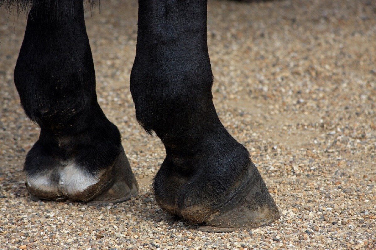 Fossils, Horse, Sheep, Hoofed animals,
