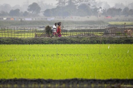 एमएसपी पर अब तक खरीदे गए धान में से 70 फीसदी सिर्फ पंजाब से खरीदा गया है.