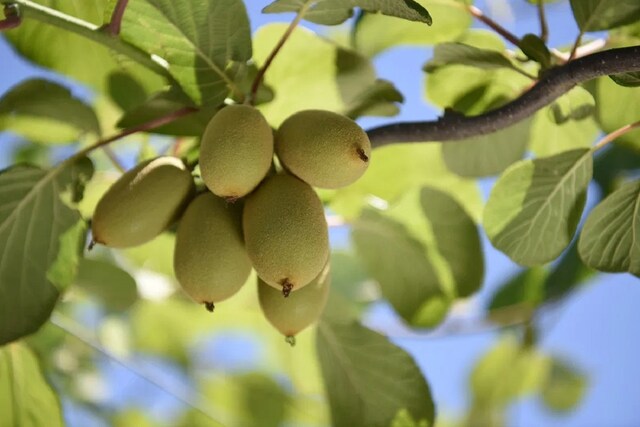 Kiwi cultivation is a chance to earn millions of rupees! Government should take many big steps