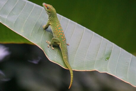 अभी तक केवल छिपकली (Lizard) में ही कटी पूंछ फिर से बनाने की क्षमता पाई गई थी. (प्रतीकात्मक तस्वीर: Pixabay)