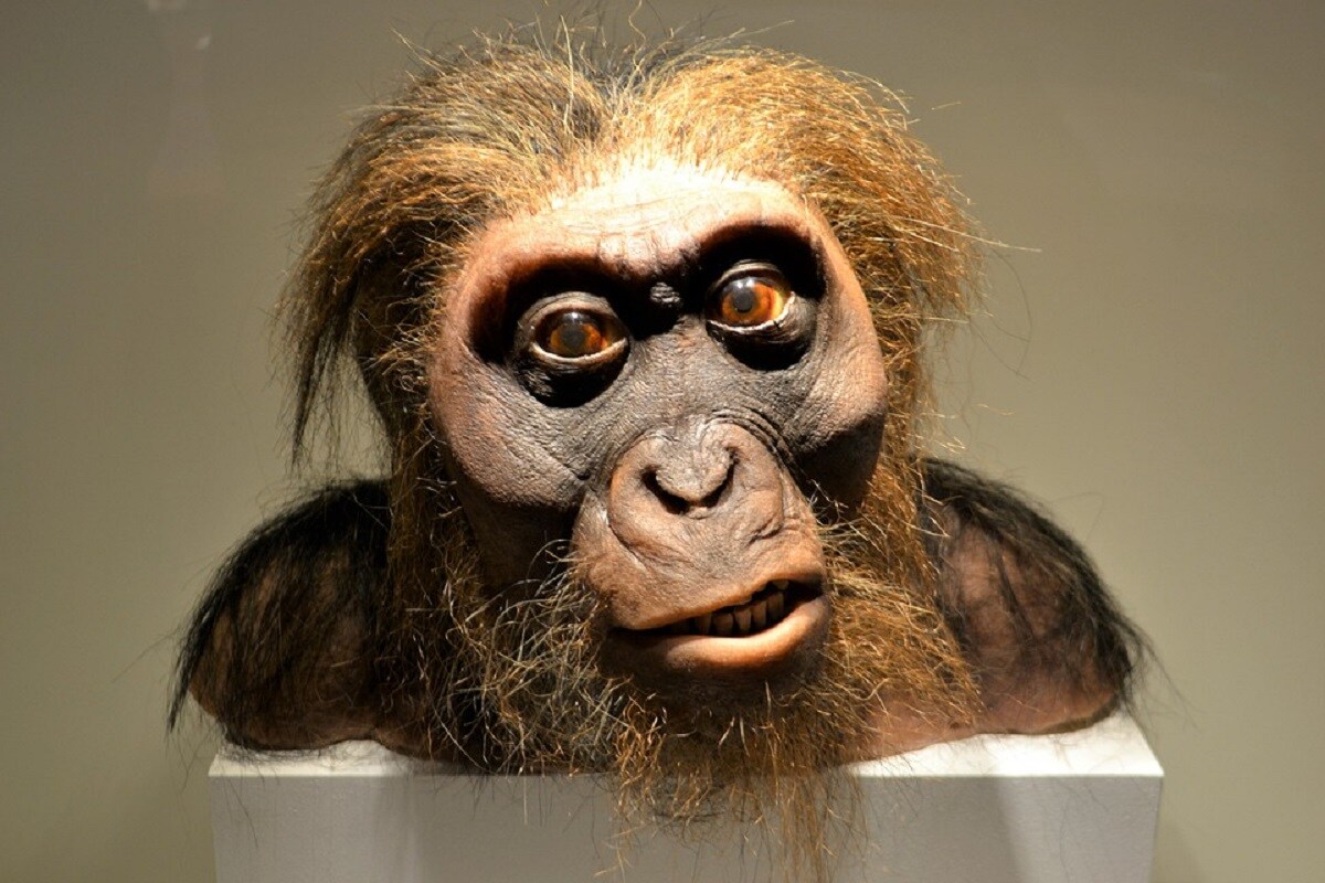 Homo sapiens, Neanderthal, War, Prehistory,