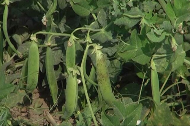 Like cricketer Dhoni, you can also cultivate peas, earning in millions