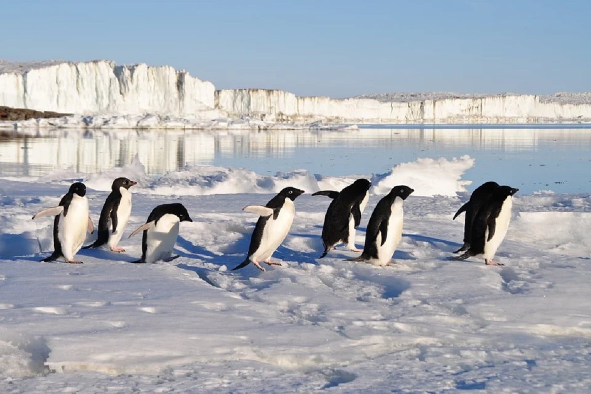 , penguins, Gentoo penguins, Species, Populations,