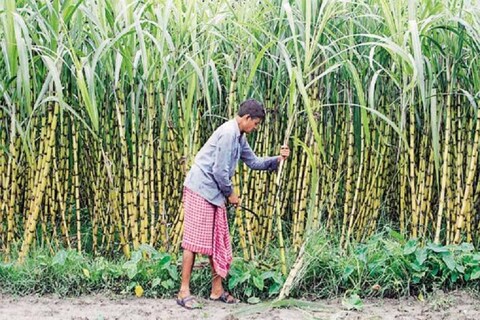 केन्द्रीय मंत्री प्रकाश जावड़ेकर ने बताया कि कैबिनेट ने गन्‍ना किसानों के लिए चीनी निर्यात पर 3500 करेाड़ रुपये सब्सिडी को मंजूरी दे दी है. 