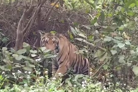 वन अधिकारियों ने शावक को बचाने के लिए दो वन्यजीव डॉक्टरों को तैनात किया गया है. फाइल फोटो