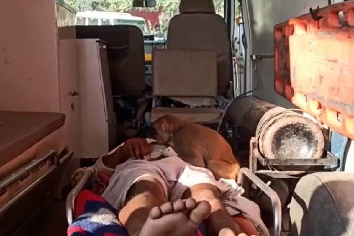 ...जब एम्बुलेंस पर सवार होकर बंदर करने लगा मरीज का इलाज, Video Viral