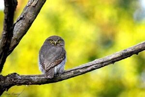 PHOTOS: उल्लुओं की वजह से जिम कॉर्बेट के कर्मचारियों की छुट्टियां कैंसिल, जानें वजह