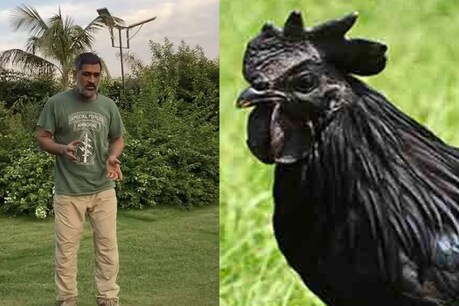 धोनी अब कड़कनाथ मुर्गे का पालन करेंगे.