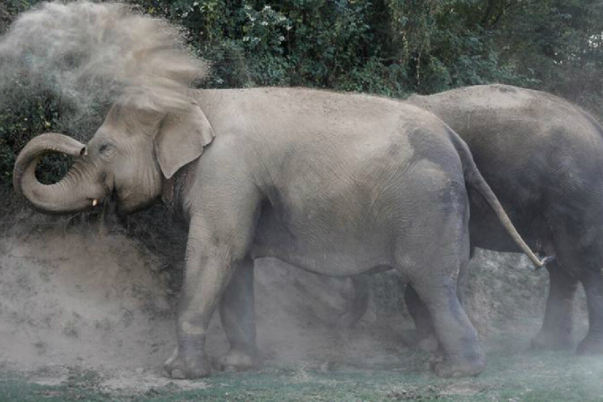 2000 KM से साथ चल रहे थे दो हाथी, करंट से एक की मौत, अब अकेले सफर कर रहा भाई