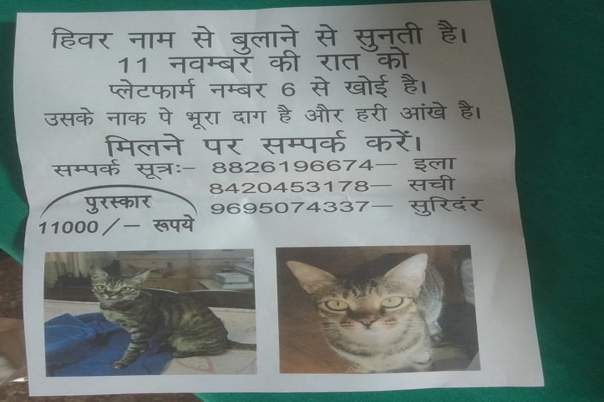 gorakhpur cat