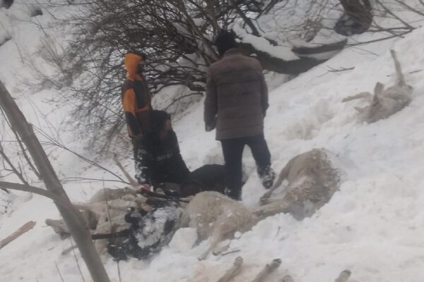 कुल्लू: मणिकर्ण में ग्लेशियर के मलबे में दबी 280 भेड़ें, रेस्कयू ऑपरेशन जारी