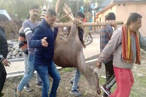 PHOTOS: नूरपुर के बसंतपुर गांव के खेतों में मिला सांभर का शव, वन विभाग की टीम ने कब्जे में लिया