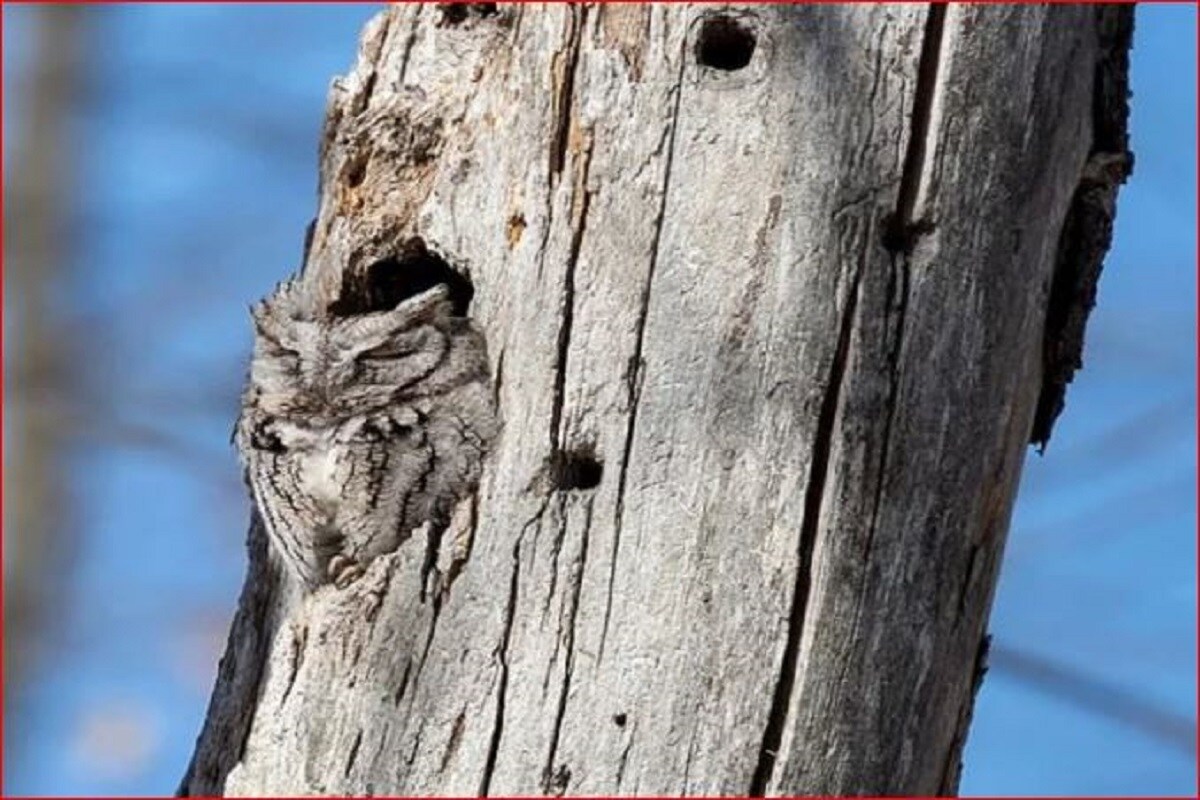 प ड पर छ पकर ब ठ ह एक उल ल पहल नजर म नह द त द ख ई Viral Photo Of An Owl Hidden In The Tree Stem Nodtg News18 Hindi